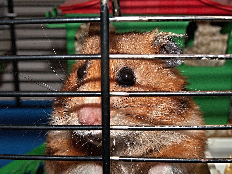 Cheeks captivity rodent