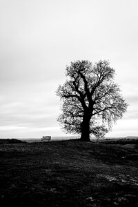 Single Tree photo