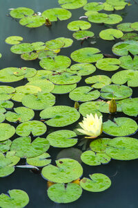 Water Lotus photo
