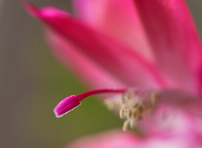 Flower Bloom