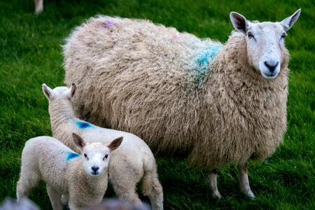 Baby Sheep photo