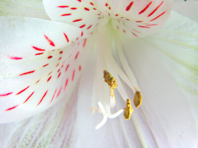 Flower Close Up photo