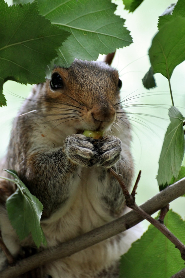 Squirrel park animal