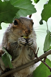 Squirrel park animal