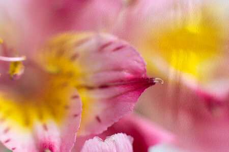 Abstract Flower
