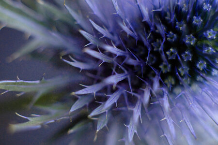 Thistle Flower