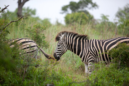 Zebra Animal photo