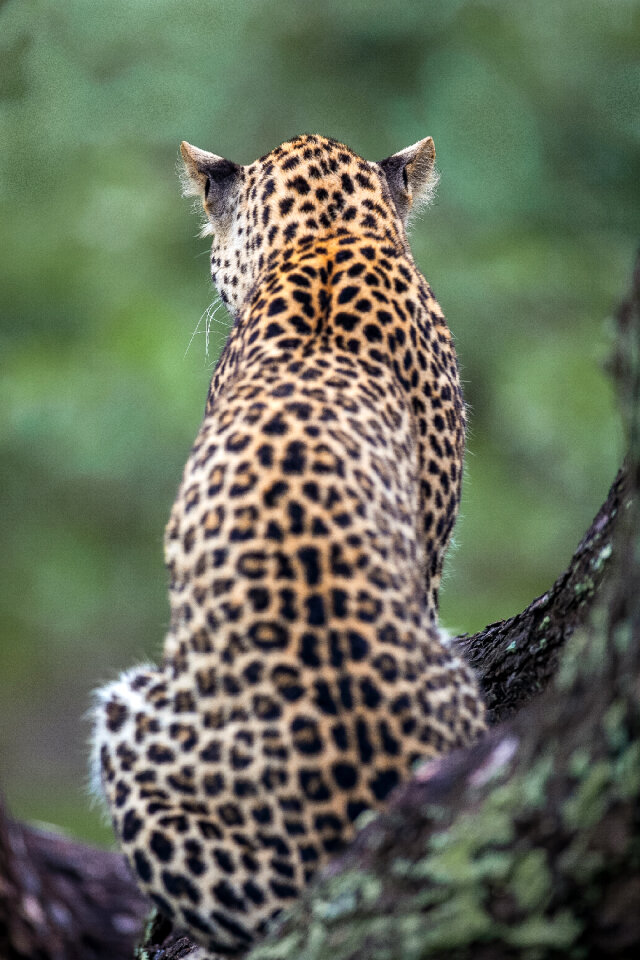 Leopard Nature