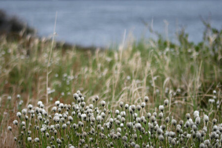 Meadow Field