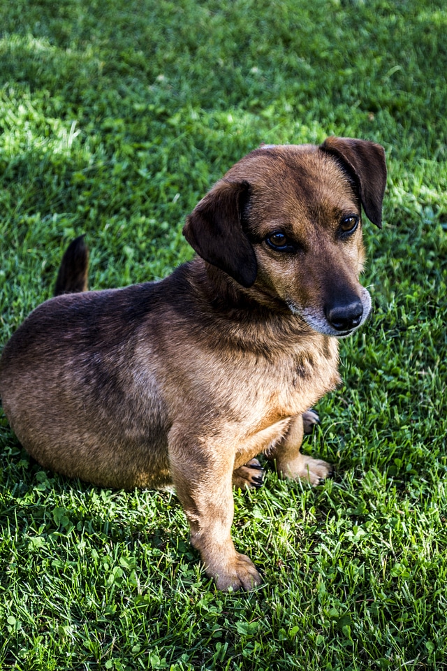 My favorite dachshund puppy