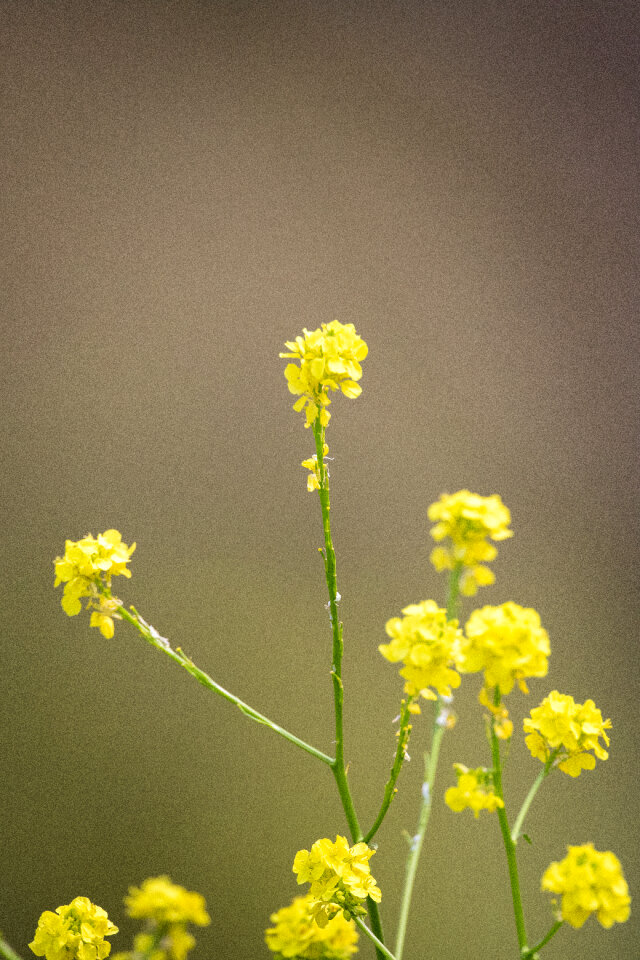 Yellow Flowers