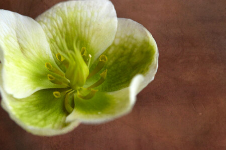 Flower Macro photo