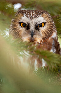Owl Eyes photo