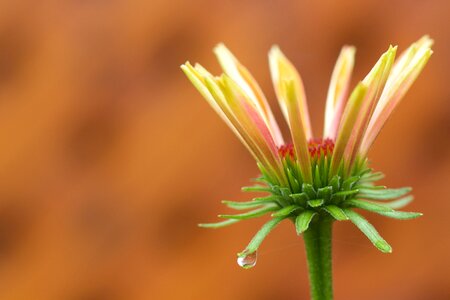 Flower Bud