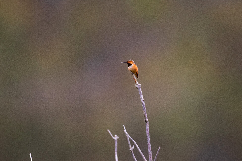 Hummingbird Nature