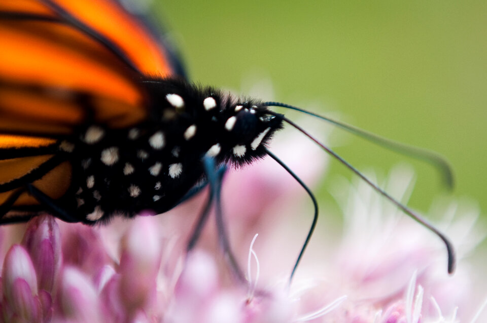 Butterfly Close Up