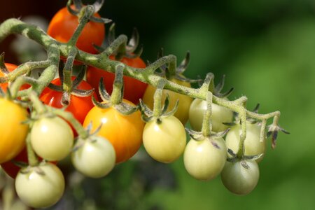 Cherry Tomatoes photo