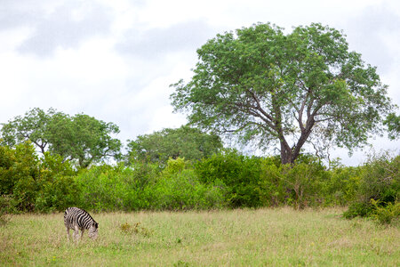 Zebra Animal photo