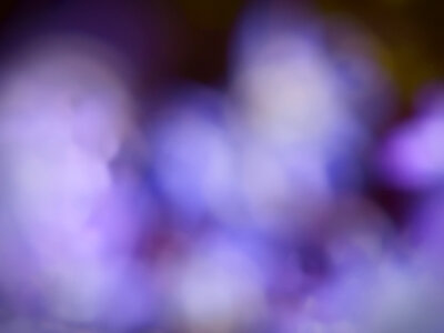Purple Abstract photo