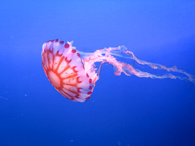 Jellyfish Water photo