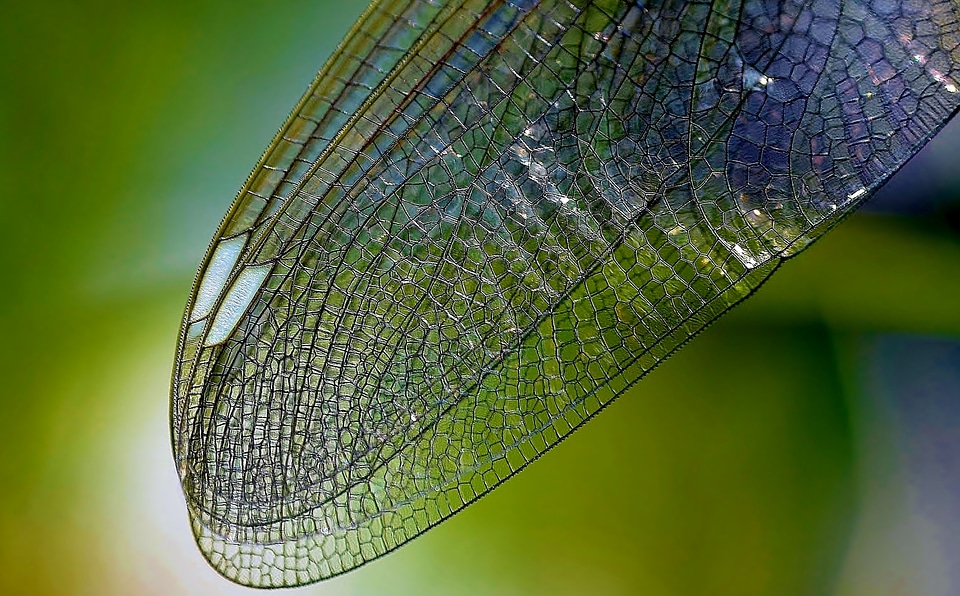 Insect wing texture