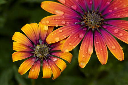 Flower Drops photo