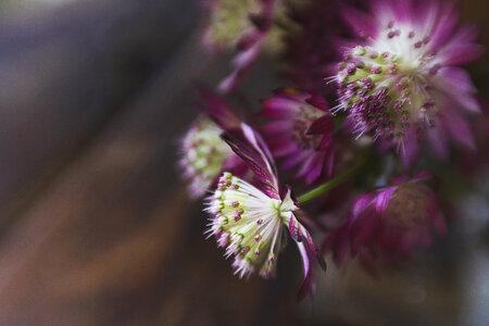 Flowers Floral