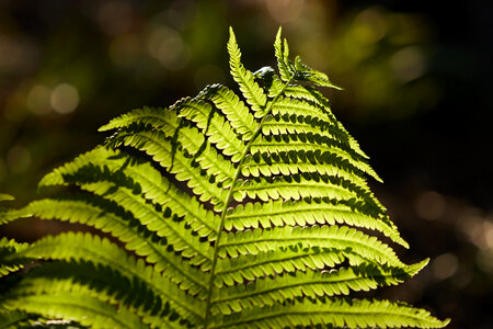 Fern Green photo