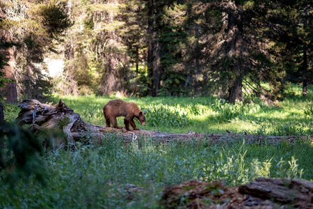 Bear Forest