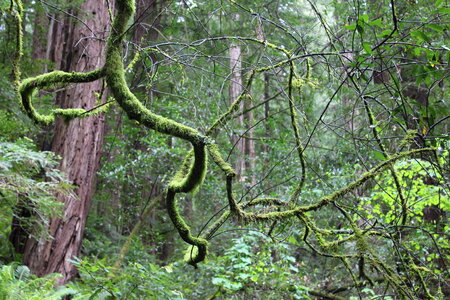 Moss Tree photo