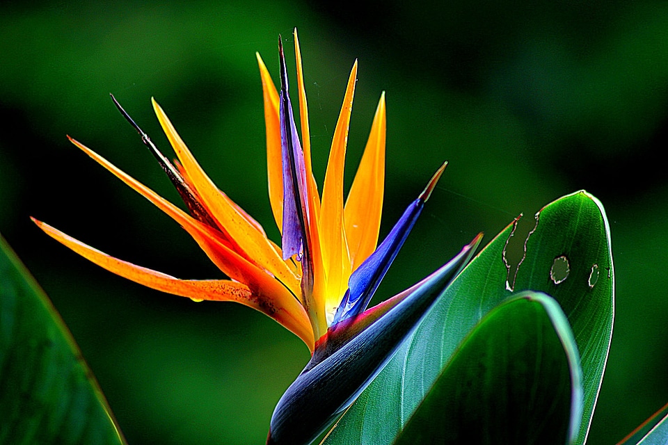 Floral plant natural