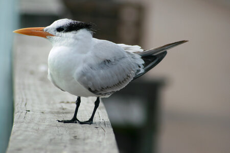 Bird Wildlife photo