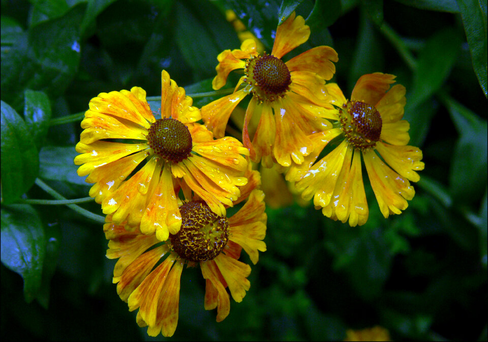 Yellow Flowers photo