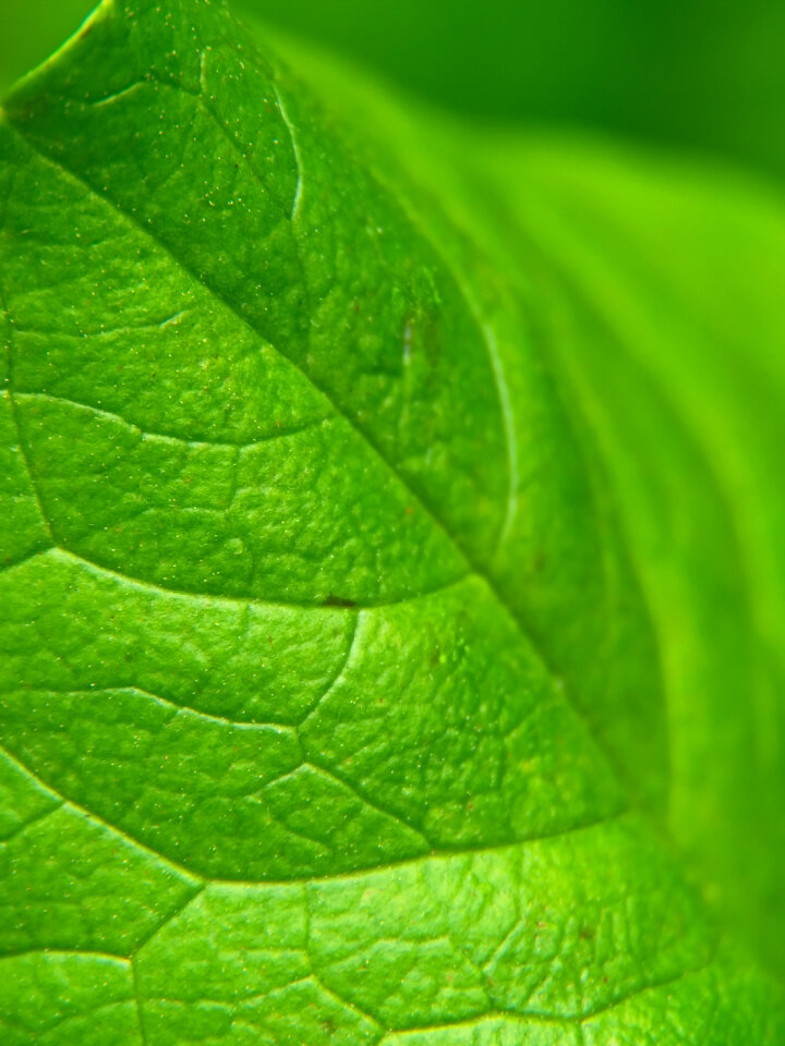 Green Leaf