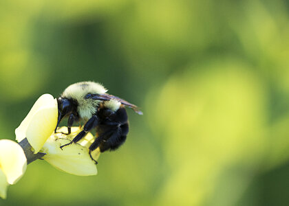 Bee Spring