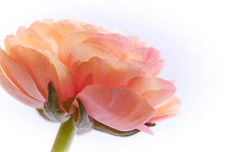 Flower Blossom