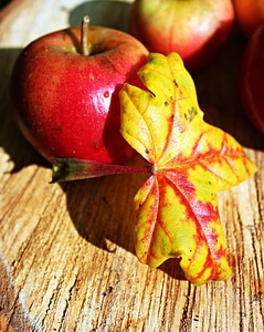 Autumn mood nature harvest