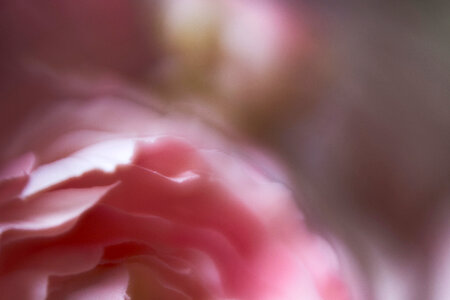 Abstract Flower