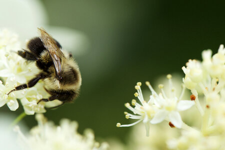 Bee Spring photo