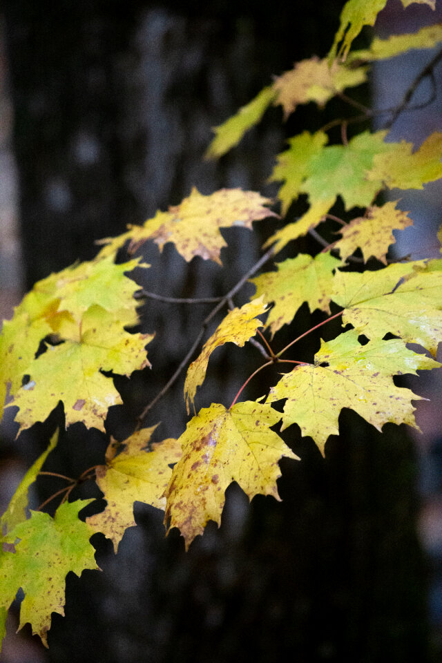 Leaves Branches