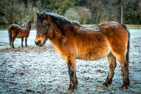 Horse Farm photo