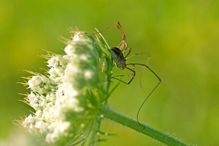 Spider Insect
