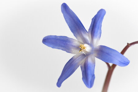 Purple Flower photo