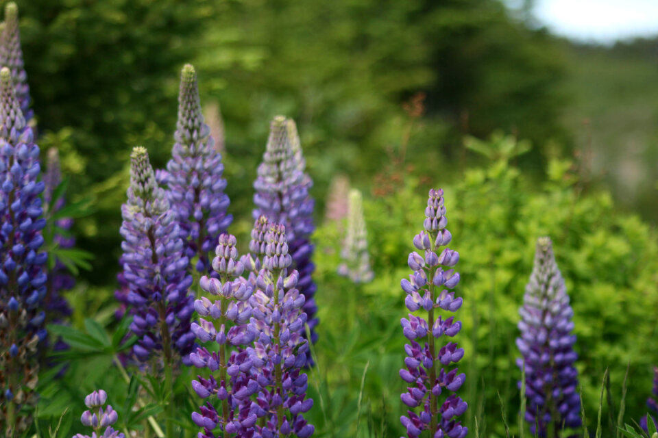 Lupine Flowers photo