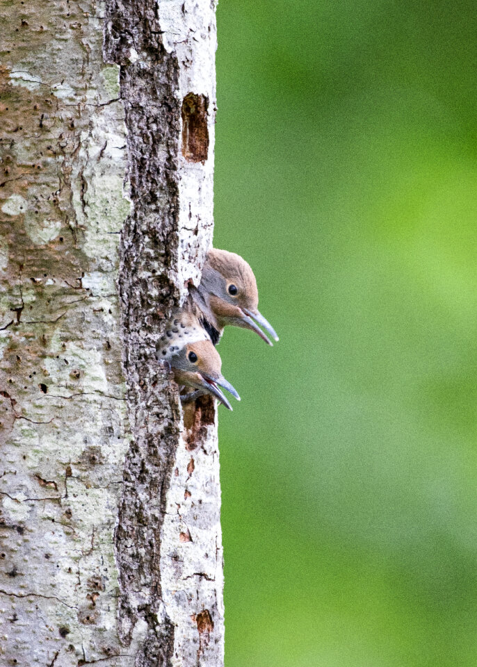 Woodpecker Tree