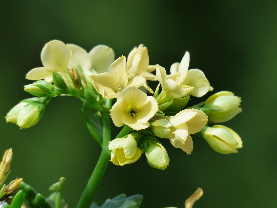 Bright yellow kalanchoe flora