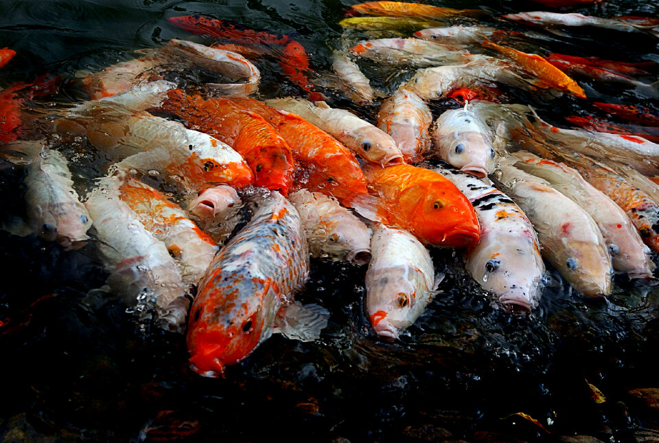 Koi Fish photo