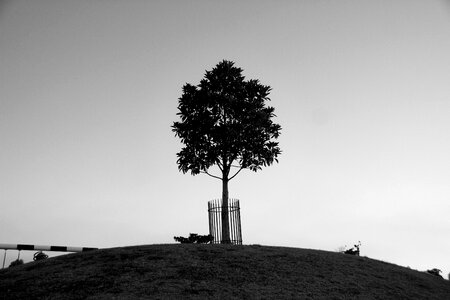 Single Tree photo