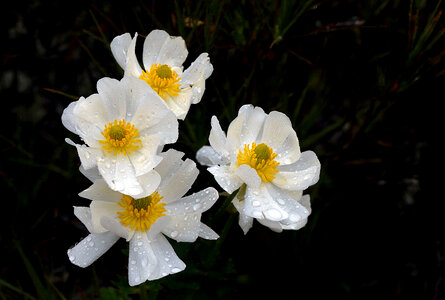 Flower Drops photo