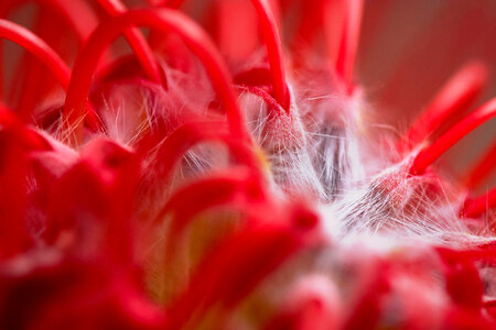 Abstract Flower